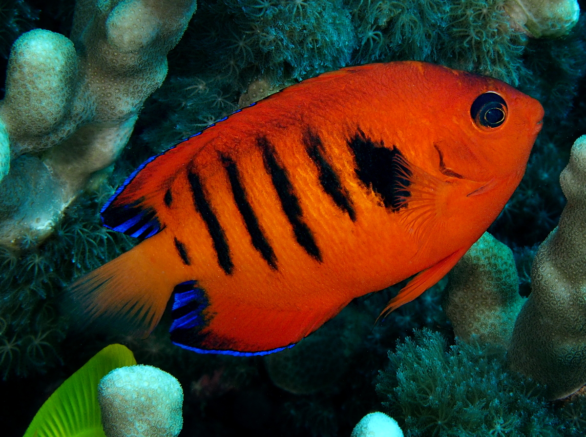 Flame Angelfish